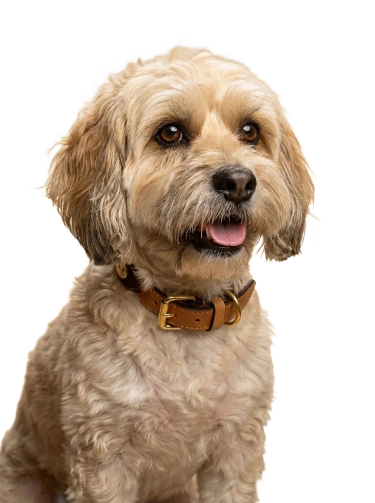 Luna, perrita de pelaje rizado color crema