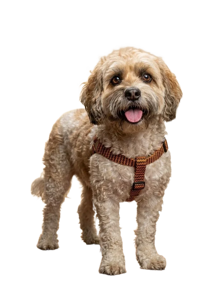 Toby, perrito con arnés de colores